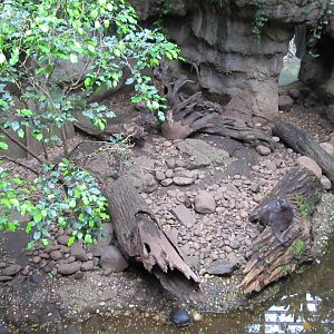 Bronx Zoo- Asiatic Small Clawed Otter Exhibit
