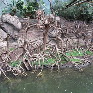 Bronx Zoo- Javan Langur Exhibit