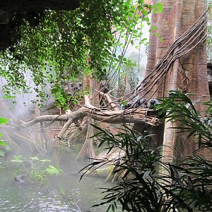 Bronx Zoo- Silvered Leaf Monkey Exhibit