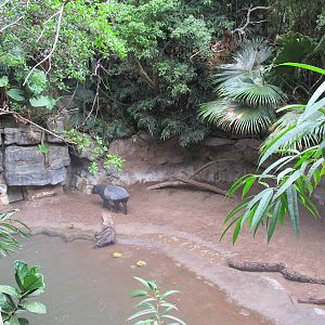 Bronx Zoo- Malayan Tapir Exhibit