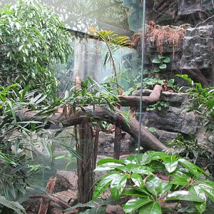 Bronx Zoo- Black Leopard Exhibit