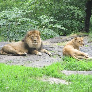 Bronx Zoo- African Lion's
