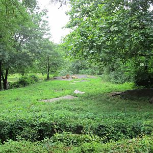 Bronx Zoo- African Lion Exhibit