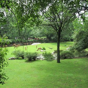 Bronx Zoo- Lowland Nyala Exhibit