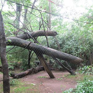 Bronx Zoo- Colobus Monkey Exhibit