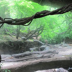 Bronx Zoo- Mandrill/ Red River Hog Exhibit