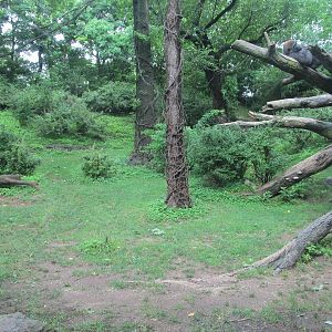 Bronx Zoo- 1st Gorilla Exhibit