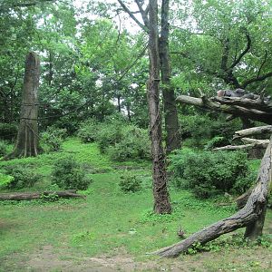Bronx Zoo- 1st Gorilla Exhibit