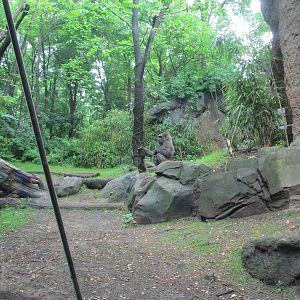 Bronx Zoo- 2nd Gorilla Exhibit