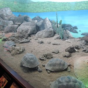 Bronx Zoo- Small Galapagos Tortoise Exhibit