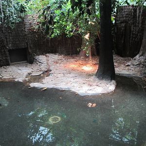 Bronx Zoo- False Gharial Exhibit