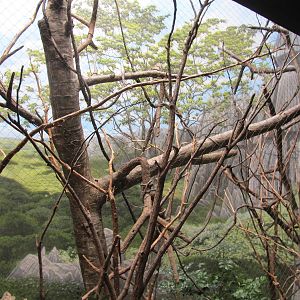 Bronx Zoo- Corquels Sifaka Exhibit