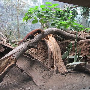 Bronx Zoo- Ring Tailed Mongoose Exhibit