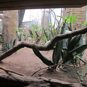 Bronx Zoo- Spiny Forest Exhibit