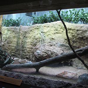 Bronx Zoo- Radiated Tortoise Exhibit