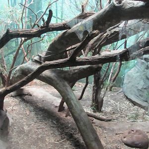 Bronx Zoo- Fossa Exhibit
