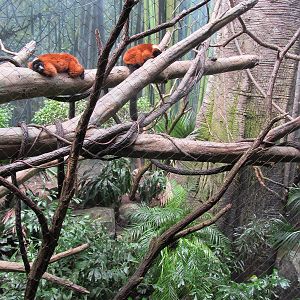 Bronx Zoo- Red Ruffed Lemur Exhibit