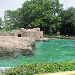 Bronx Zoo- California Sea Lion Pool