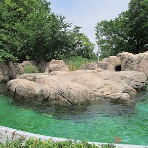 Bronx Zoo- California Sea Lion Pool