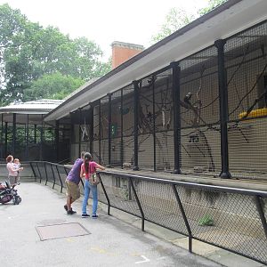 Bronx Zoo- Capuchin Monkey Exhibit
