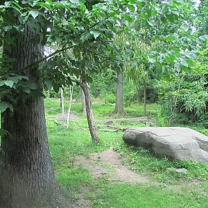 Bronx Zoo- Amur Tiger Exhibit