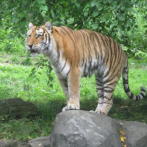 Bronx Zoo- Amur Tiger