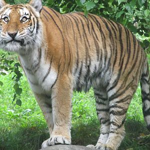 Bronx Zoo- Amur Tiger