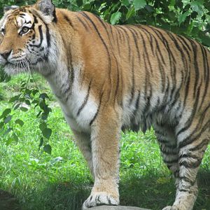 Bronx Zoo- Amur Tiger