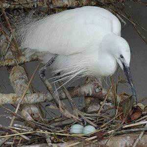 Little egret