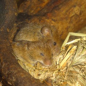 Eurasian harvest mouse