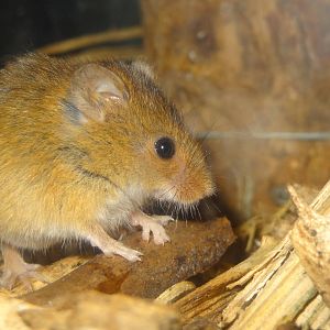 Eurasian harvest mouse