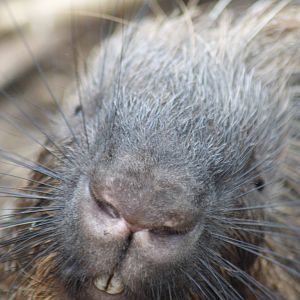 Indian crested porcupine