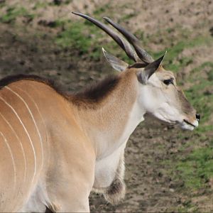 Eland