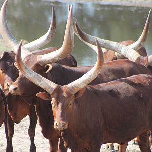 Herd of Watusi-ochses