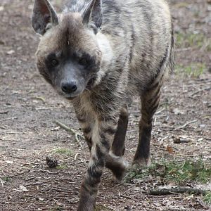 Striped hyena