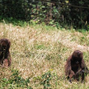 Grazing Geladas at Dudley, 14/07/13