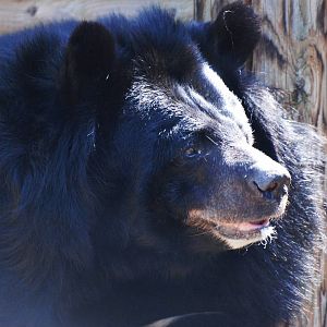 Asian Black Bear at Dudley, 14/07/13