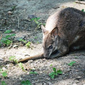 Parma Wallaby at Dudley, 14/07/13