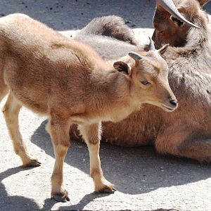 Barbary Sheep at Dudley, 14/07/13