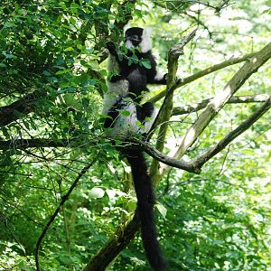 Black-and-White Ruffed Lemur at Dudley, 14/07/13