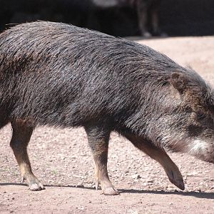White-lipped Peccary at Dudley, 14/07/13