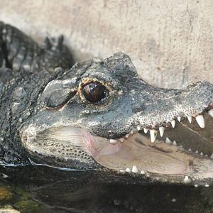 West African Dwarf Crocodile at Dudley, 14/07/13