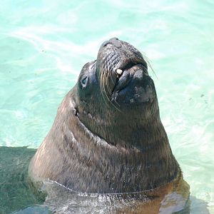 Patagonian Sea Lion at Dudley, 14/07/13