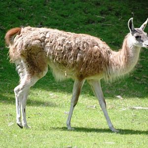 Guanaco at Dudley, 14/07/13