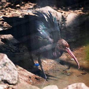 Puna Ibis at Dudley, 14/07/13