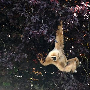 Lar Gibbon at Dudley, 14/07/13