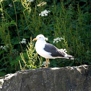 Lesser Black-backed Gull at Dudley, 14/07/13