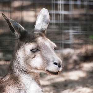 Western Grey Kangaroo at Dudley, 14/07/13