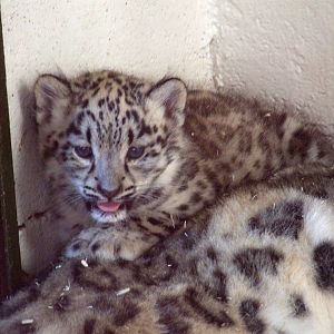 Snow Leopard Cub at Dudley, 14/07/13