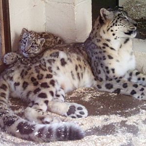 Snow Leopards at Dudley, 14/07/13